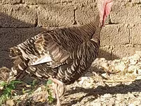 स्लोवेनियन सिल्वर हेन — फ़ोटो 5