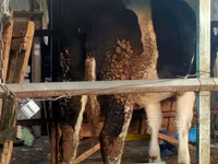 Krava, Simmental cattle — fotografija 3