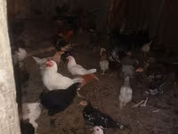 Chickens — 照片 2