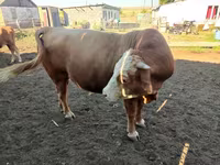 Αγελάδα, Simmental cattle — φωτογραφία 7