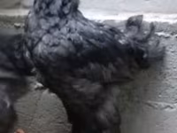 براهما — عکس 1