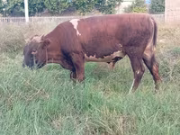公牛, Cattle — 照片 2