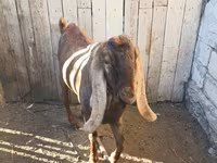 تيس, Nubian Goat — الصورة 1