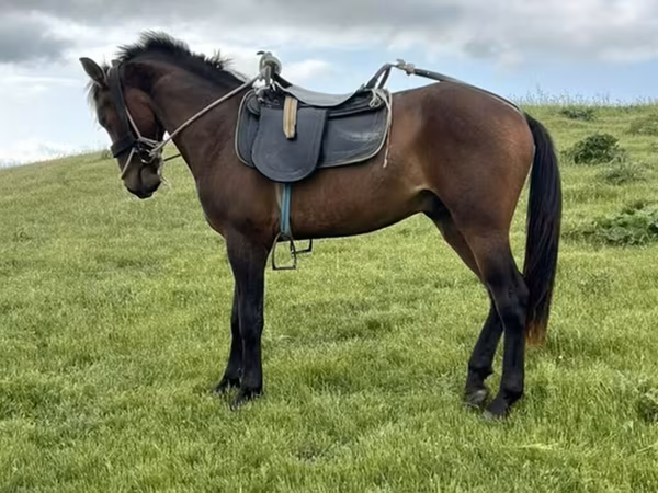 اسب نر, Azerbaijan horse