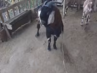 Kambing jantan, Goats — foto 2