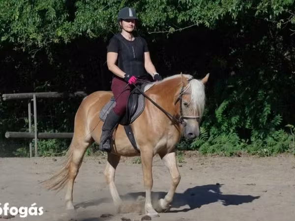 Klisna, Haflinger