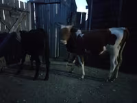 Bovine (lot, sex nespecificat), Simmental cattle — foto 7