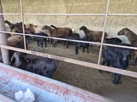 گوسفند (گروه، جنسیت مشخص نشده), Hissar sheep — عکس 3