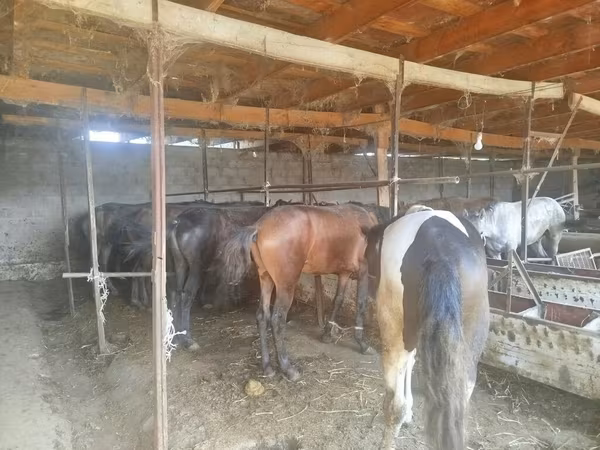 Horse (M), Horses — Kyrgyzstan