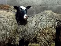 Sheep, Romanov sheep — photo 3