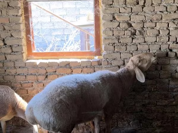 Vædder, Arashan sheep — Usbekistan