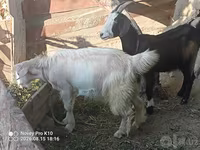 بز ماده, Alpine goat — عکس 1