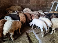 كبش, الأغنام — الصورة 3