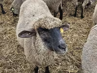 Sheep, Blackheaded Persian sheep — photo 2