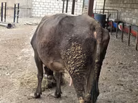 Bò cái, Gia súc — ảnh 5