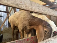 Montone, Pecore — foto 3