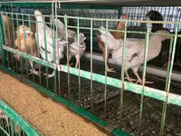 Chickens — تصویر 5