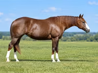 Kobila, Quarter Horse — fotografija 3