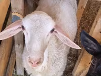 Widder, Romanov sheep — Foto 1