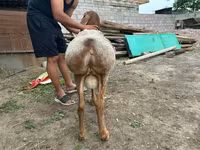 قوچ, Rhon sheep — عکس 2
