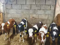 Bò đực, Simmental cattle — ảnh 2