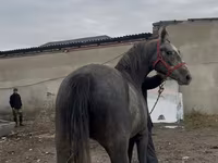 اسب نر, Orlov Trotter — عکس 6