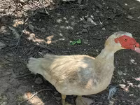 ডোমেস্টিক মস্কোভি — ছবি 2
