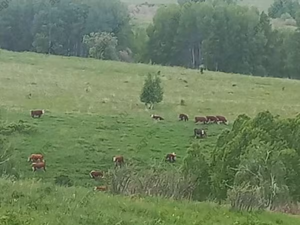 Vacă, Bovine