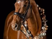 ঘোড়া, Thoroughbred horse — ছবি 1