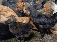 Chickens — fotografija 3