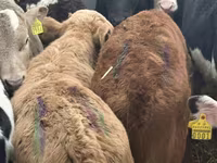 Goveda (partija, pol nije naveden), Charolais cattle — fotografija 7
