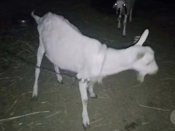 ছাগল, Saanen goat