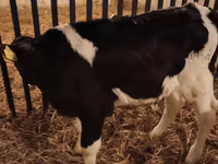 گاو نر, Russian Black pied cattle — عکس 3
