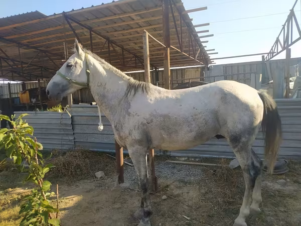 Cavallo, Cavalli