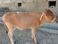 گاو ماده, گاو — عکس 3