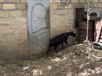 Koza, Murcia-Granada goats — fotografija 6