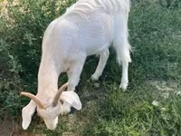 Nőstény kecske, Boer goat — 4. fotó