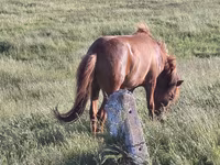 Kuda jantan, Horses — foto 2