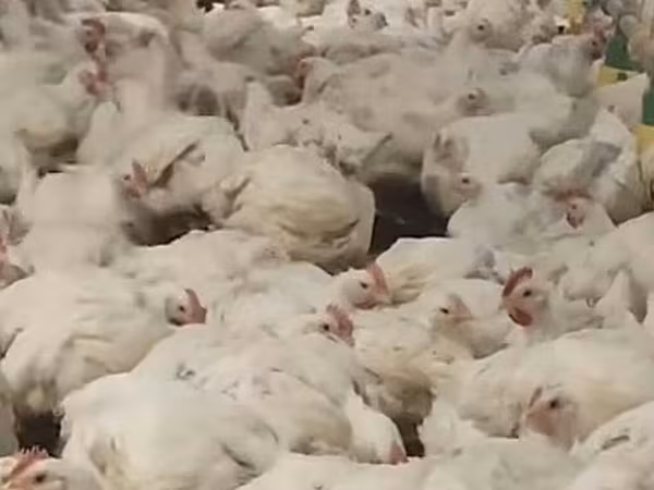 Chickens