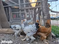 Brahma — foto 7