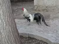Chickens — sawirka 4