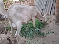 बकरी, Saanen goat — फ़ोटो 3