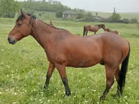 Hing, Lovak — 2. fotó