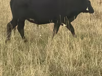 گاو ماده, Latvian Blue cattle — عکس 1