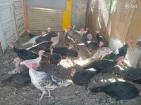 Turkeys — sawirka 2