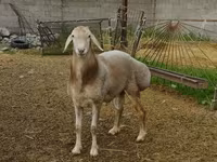 قوچ, Rhon sheep — عکس 1