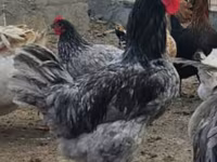 Australorp — fotografija 1