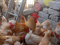 Chickens — الصورة 2