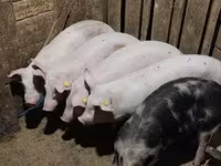 แม่สุกร, หมู — รูปภาพ 2