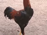 Chickens — foto 2